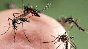 Zakaj potrebujete komarje za naravo, vlogo v živilskih verigah, kitajskemu komarjevi terapiji
